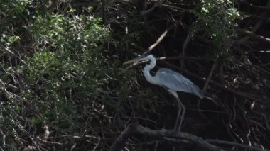 Pantanal, ağaç üzerinde büyük kuş