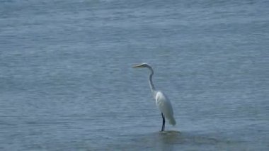 gri balıkçıl balık için arıyorsunuz