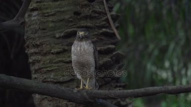 Pantanal, ağaç üzerinde büyük kuş