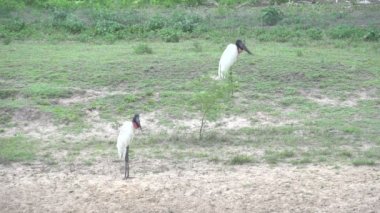 Pantanal, Jabiru (Jabiru Mycteria) yatay olarak