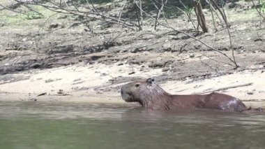 Pantanal, Capibara (Hydrochoerus hydrochaeris) 