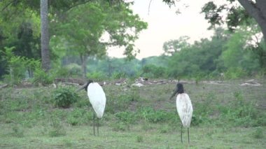 Pantanal, Jabiru (Jabiru Mycteria) yatay olarak