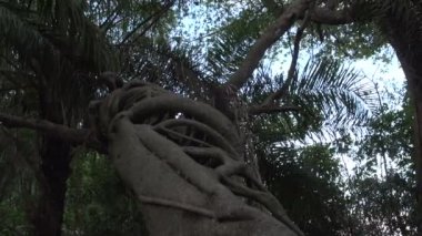 Pantanal, garip ağaç içinde