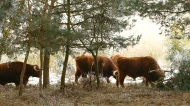 İskoç Alp inekler otlatma Milli Parkı