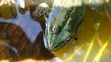 gölet yeşil kurbağa  