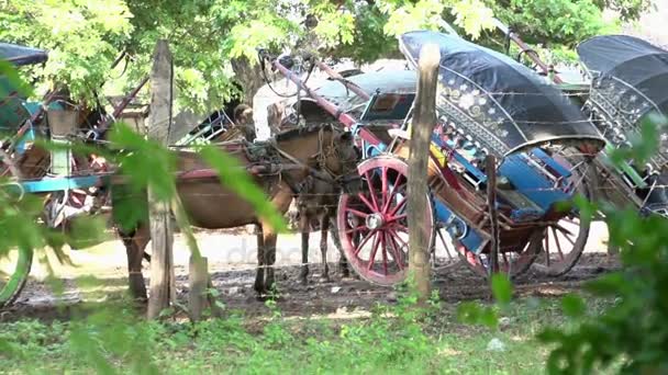 Koń samochodów w mieście Mandalay — Wideo stockowe