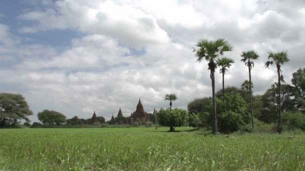 Pagodas in Bagan, myanmar — Stock Video