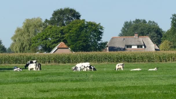 Paisaje holandés con vacas — Vídeos de Stock