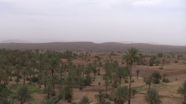 Marokko landschap met palmbomen — Stockvideo