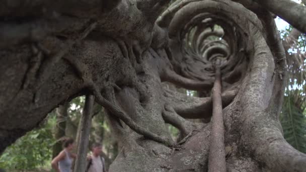 Pantanal Dans Arbre Étrange — Video