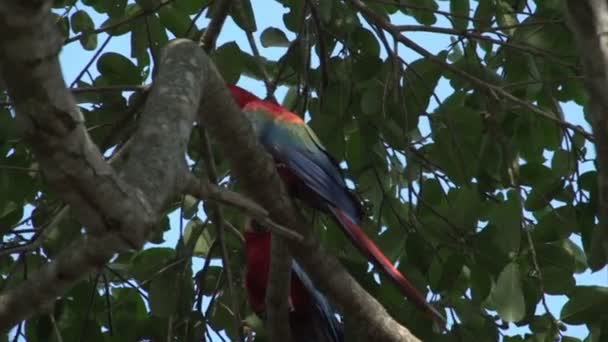 Pantanal Scarlet Macaws Ara Macao Дереве — стоковое видео