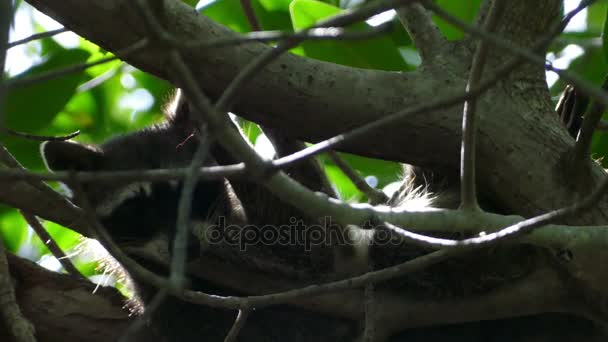 Waschbär hangelt sich an Baum — Stockvideo