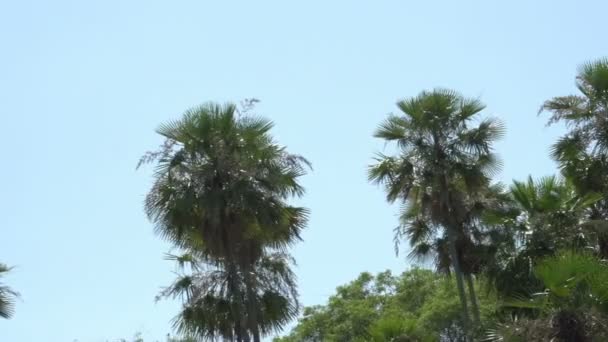 Pantanal, canotage sur la rivière — Video