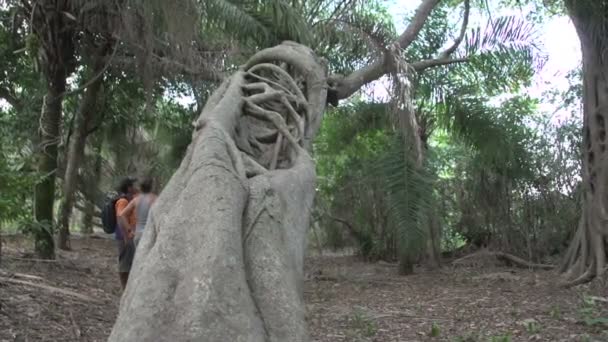 Pantanal Dentro Árbol Extraño — Vídeo de stock