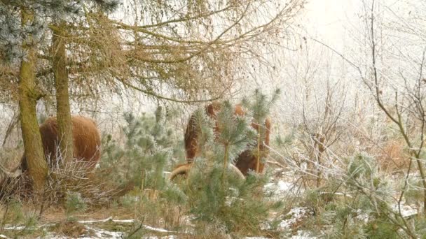 Schotse alpine koeien grazen in Nationaal Park — Stockvideo