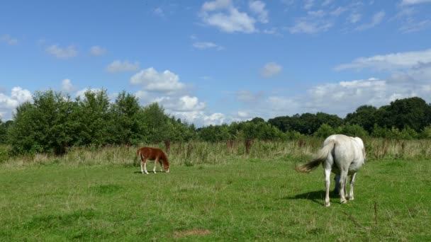 Caballos comiendo hierba en el césped — Vídeo de stock