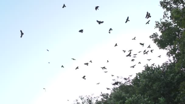 Озеро Кандагьи, птицы в небе — стоковое видео