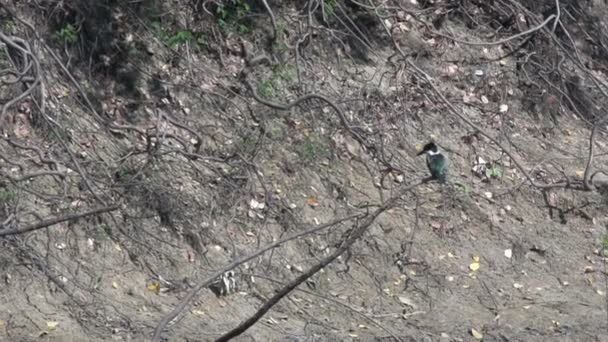 Pantanal, großer vogel auf baum — Stockvideo