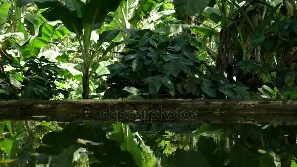Réservoir d'eau pour plantation de café — Video