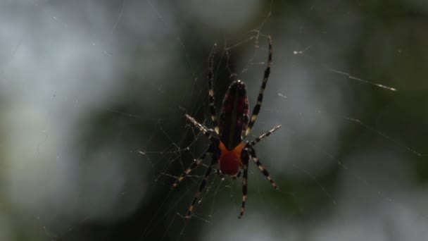 Grande araignée dans la toile — Video