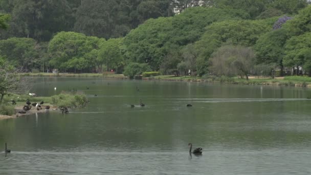 Sao Paulo, skyline del parque Ibirapuera — Vídeo de stock