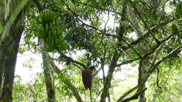 Piantagione di caffè Selva Negra — Video Stock