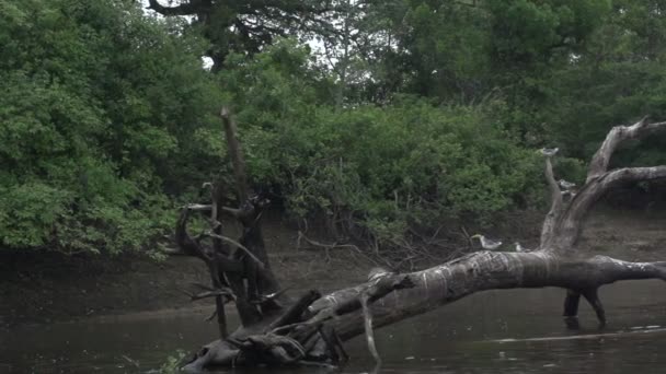 Pantanal, lodičky na řece — Stock video