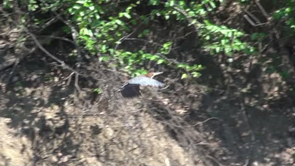 Pantanal, canotage sur la rivière 
