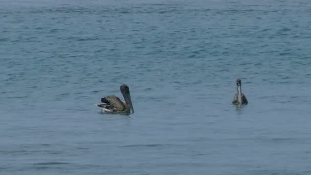 Pelicans relaxing in Pacific ocean — Stock Video