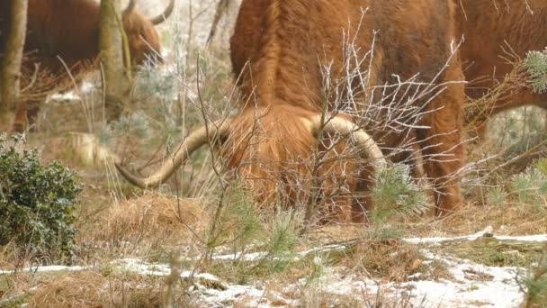 Szkocki alpine krowy pasące się w parku narodowym — Wideo stockowe