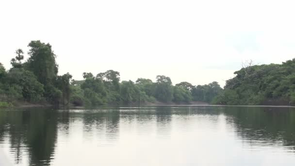 Pantanal, Bootfahren auf dem Fluss — Stockvideo