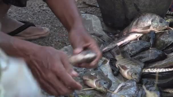 Homme attachant des poissons — Video