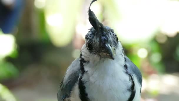 Branco Throated Magpie Jay — Vídeo de Stock