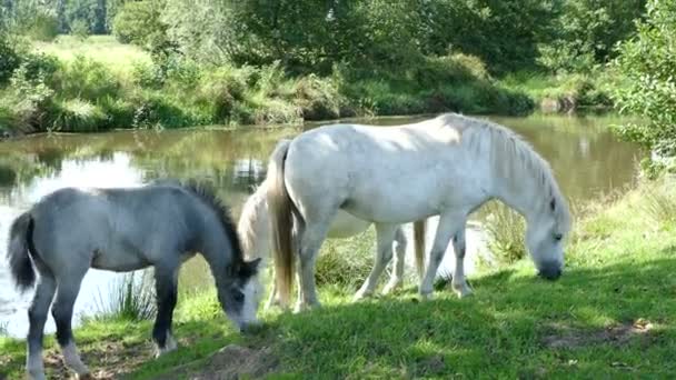 Cavalli che mangiano erba sul prato — Video Stock