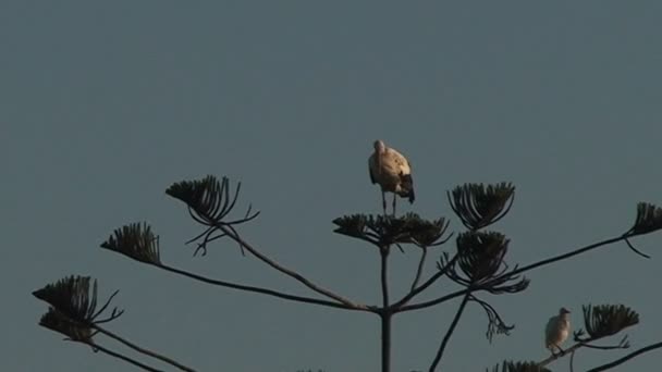 Pájaro blanco grande en palmera — Vídeos de Stock