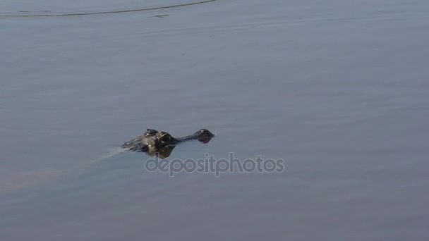 Wild Yacare Caiman — Stok Video