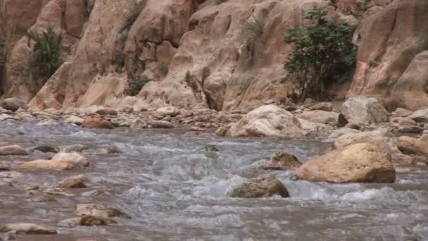 Garganta de Todra, río — Vídeo de stock