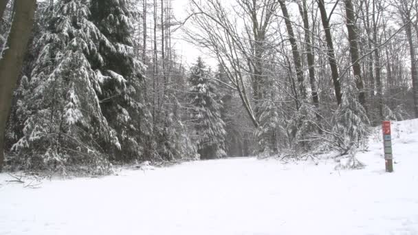 Зимовий пейзаж в Нідерландах — стокове відео