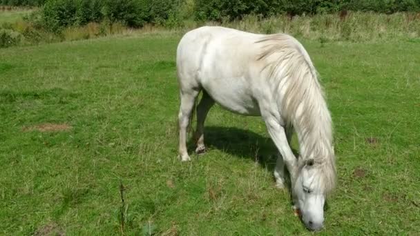 Caballo comiendo hierba verde en el césped — Vídeo de stock