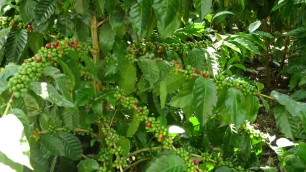 Granos de café en plantación — Vídeo de stock