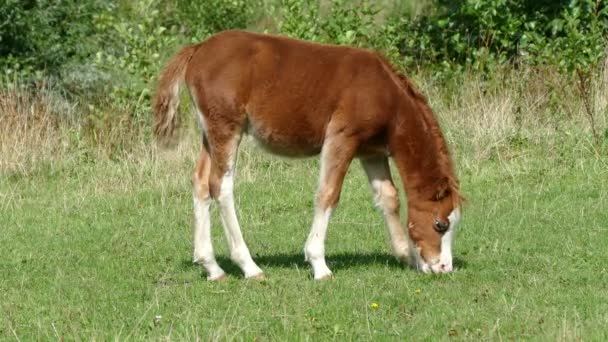 poulain roux marche et mange de l'herbe 