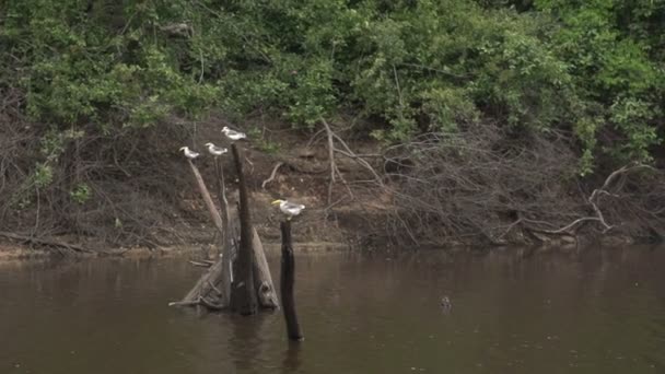 Pantanal, paseos en bote por el río — Vídeos de Stock