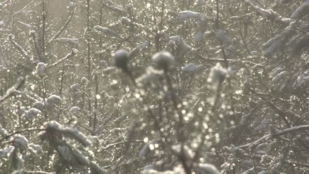 Paysage hivernal aux Pays-Bas 