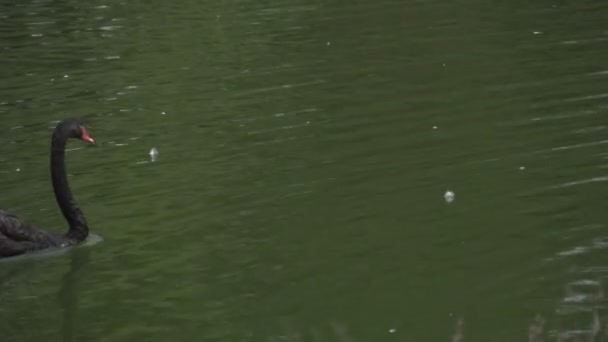 Swans in Ibirapuera park — Stock Video