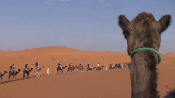 Velbloudi v Sahara, Maroko — Stock video