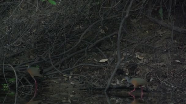 Pantanal, Gros oiseau sur l'arbre — Video