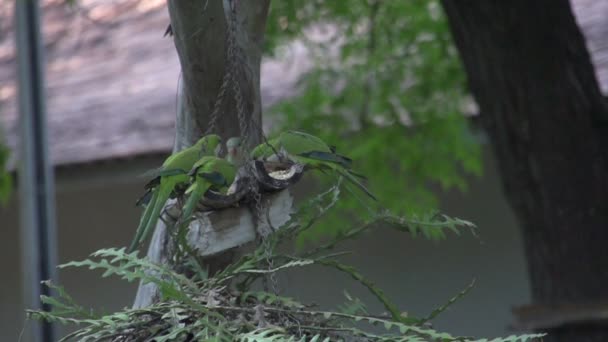 나무에 두 앵무새 — 비디오