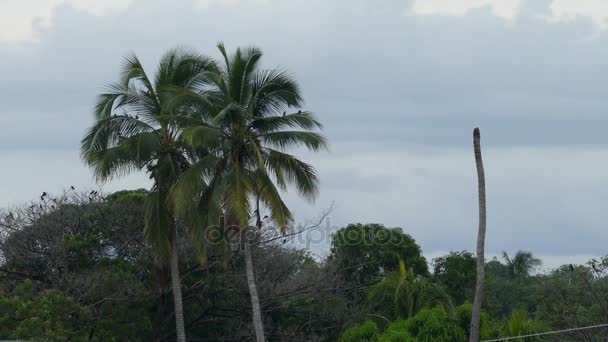 棕榈树的画法和鸟类在格拉纳达 — 图库视频影像