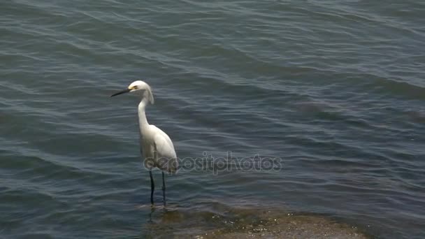 Laguna, výhledem na jezero — Stock video