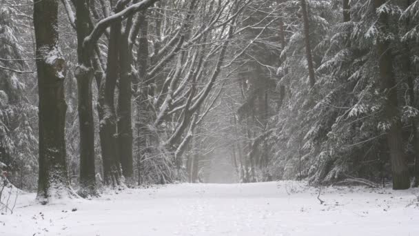 Paisagem de inverno na Holanda — Vídeo de Stock